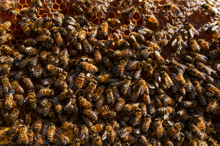 Close-up of bees in one of the hives at Bellarmine Farm