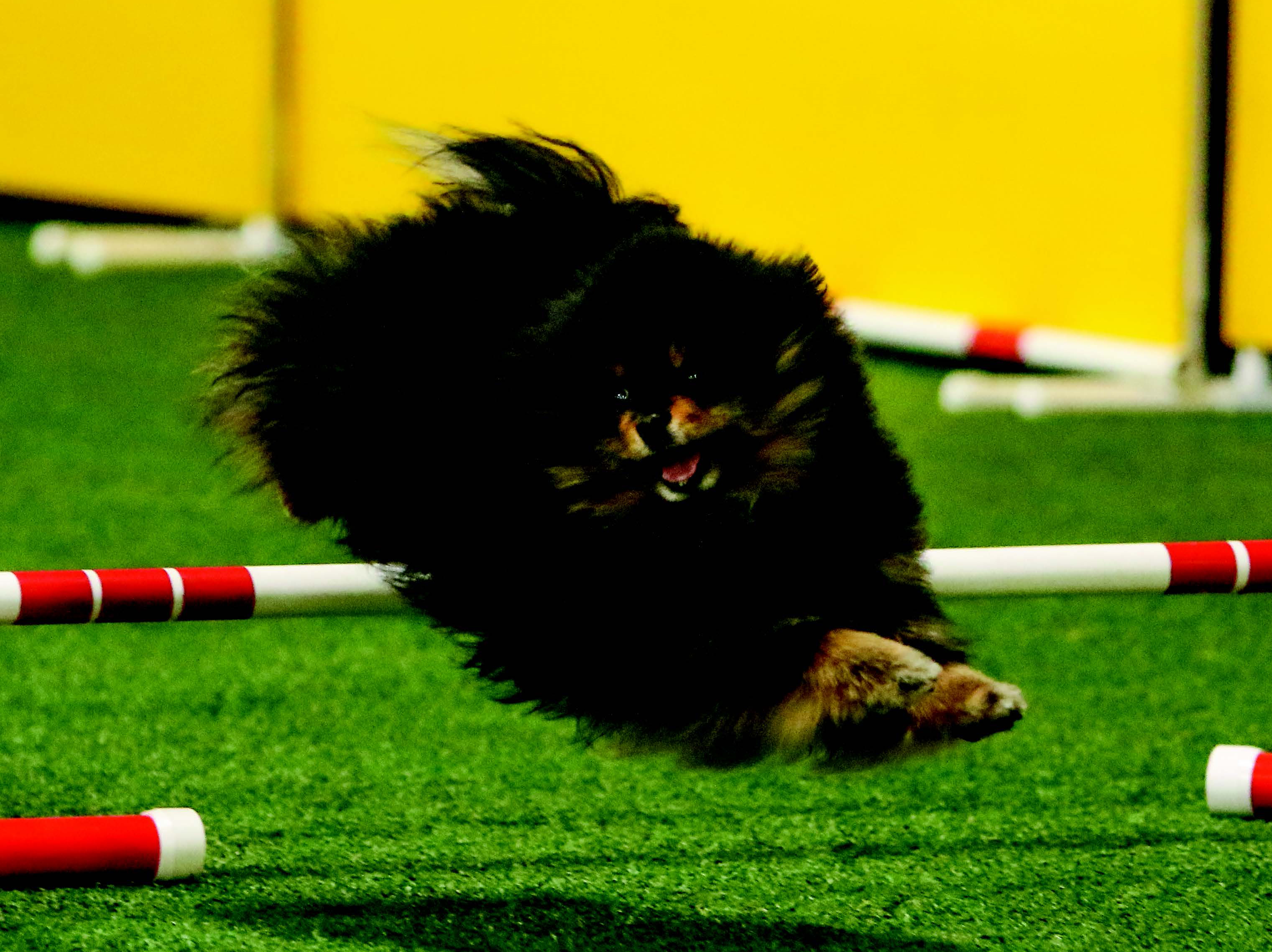 A Pomeranian jumping on an agility course
