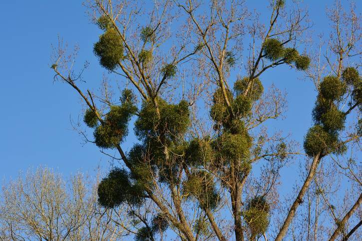 Mistletoe covering an old tree