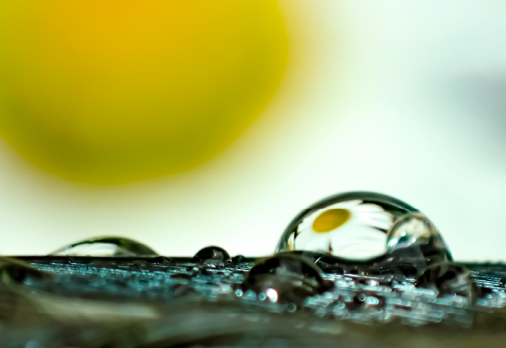 water droplet on a feather reflects a daisy