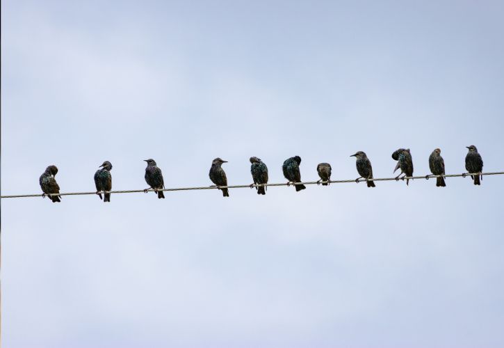 Starlings on a telephone wire