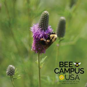 Bee Campus USA logo