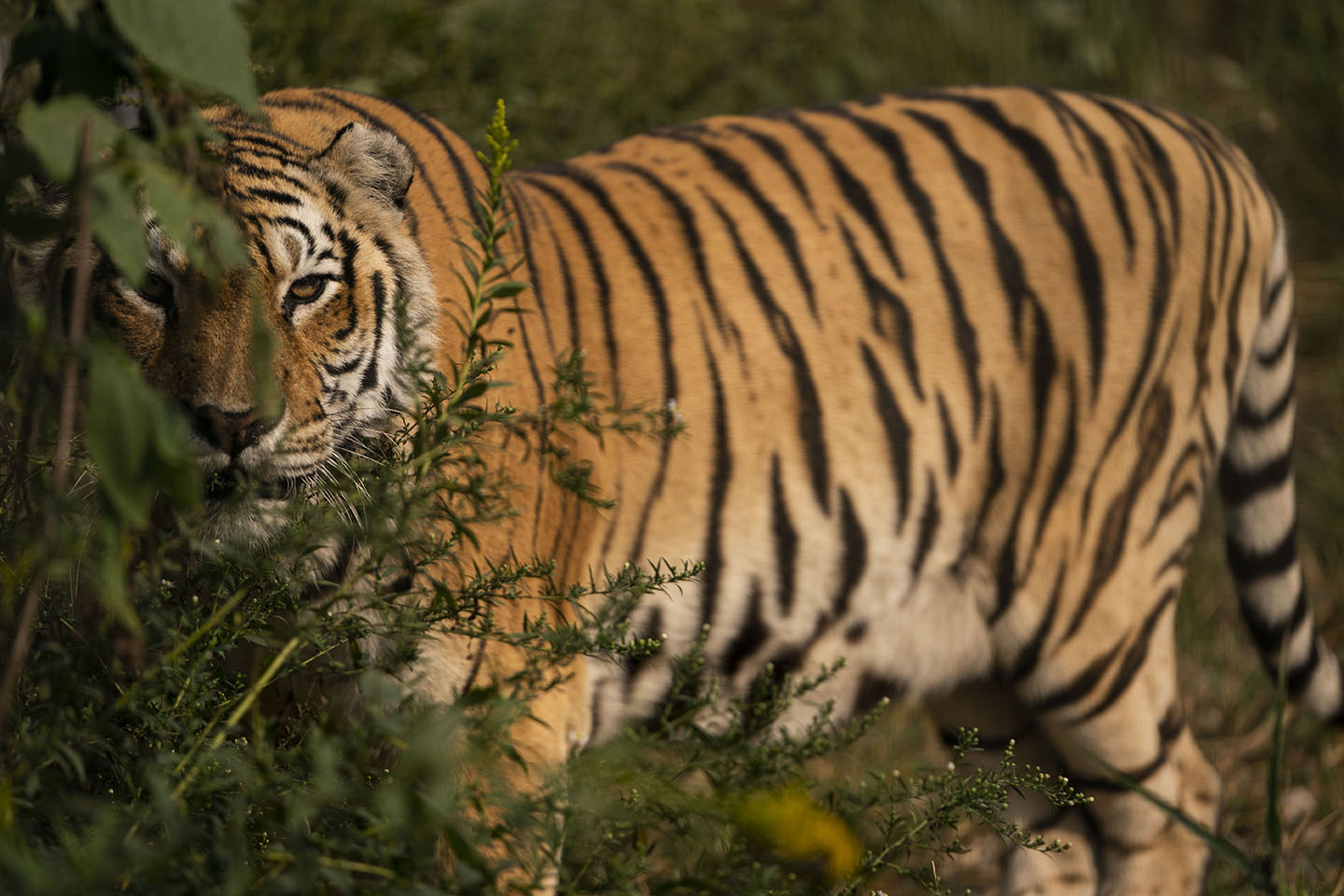 Indiana's Exotic Feline Rescue Center