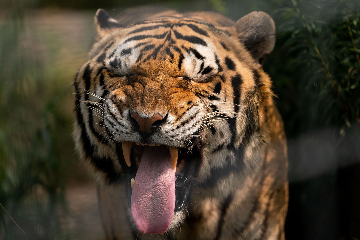 Tiger with its mouth open showing its teeth